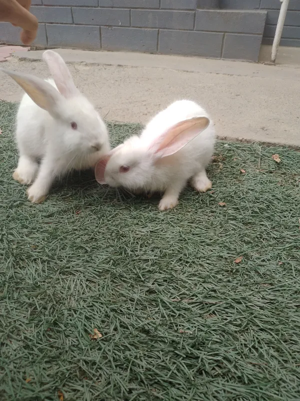 sog'lom narxi 85 mingdan donasi, zoti toza albinos — фото 6