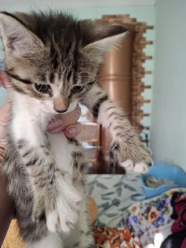 Котята мама Ангорка 6 Котята мама Ангорка 6