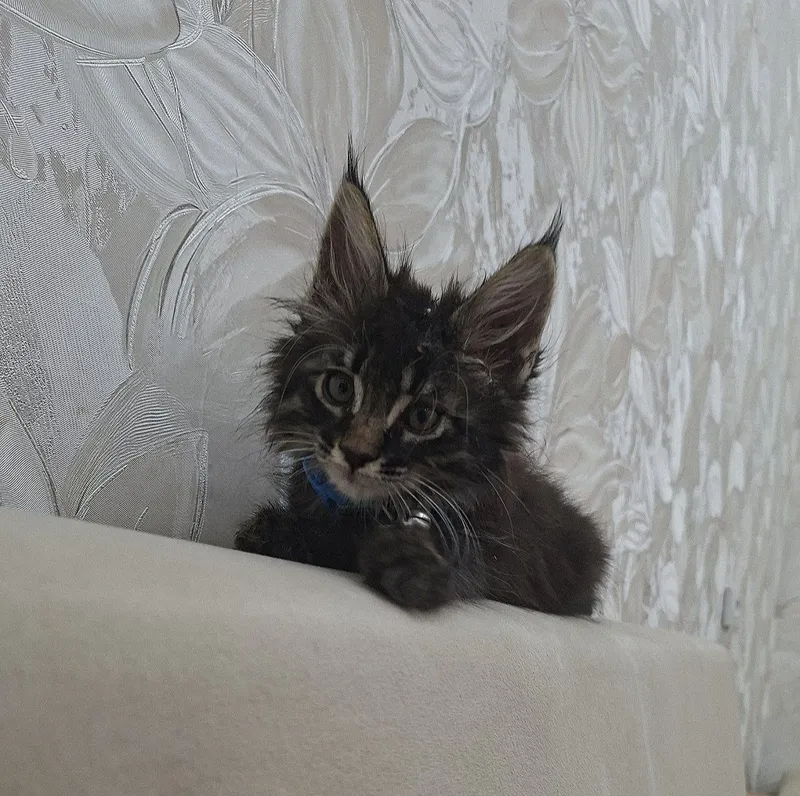 Породистый мейн-кун кот привезённый на заказ — фото 2 Породистый мейн-кун кот привезённый на заказ — фото 2