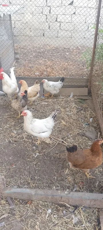 Продам кур домашних 4 Продам кур домашних 4