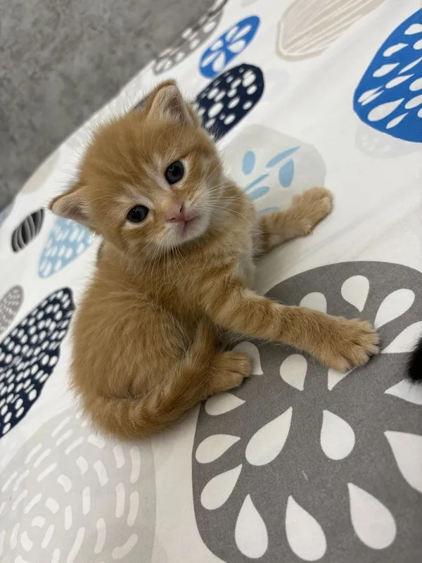 Котята 2 рыжих, 2 полосатых фолд шиншилла 3 Котята 2 рыжих, 2 полосатых фолд шиншилла 3