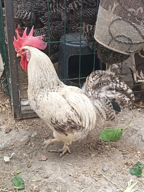 Zottor xo'roz sotiladi