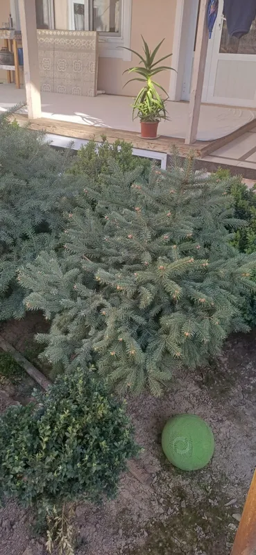 Продаётся голубой ёл — фото 1