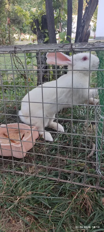 Quyon sotiladi,bitta erkegi ikkita ayoli(qornida bolasii bor) tug'ada 1