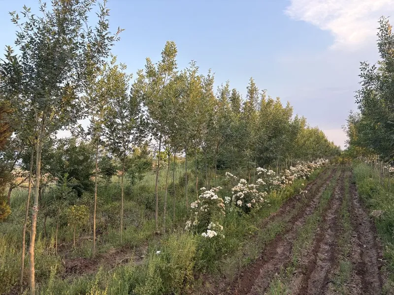 Ясень дарахти катта шакл берилган кучати Ясень дарахти катта шакл берилган кучати