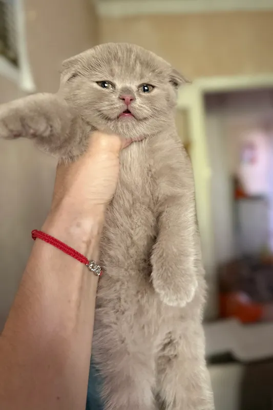 Скоттиш фолд мальчик 1.5 мес 2