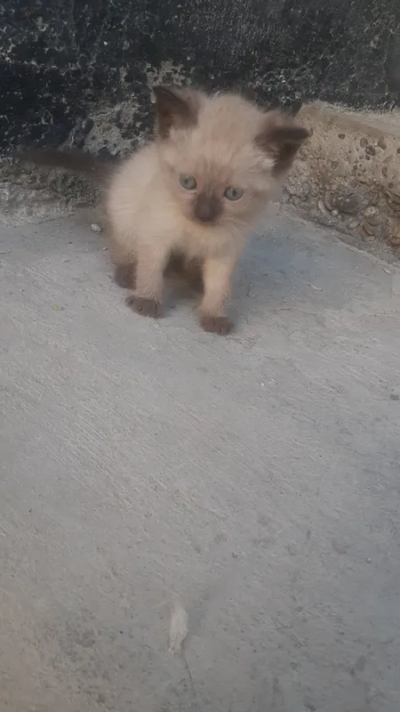 Продаются котята. 2 Продаются котята. 2