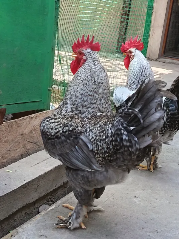 Ho'rozlar sotiladi