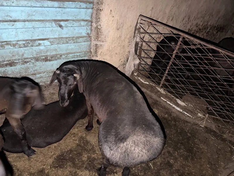 Qora qo’chqor to’la vazni 88kg, uzimiz boqqanmiz — фото 1