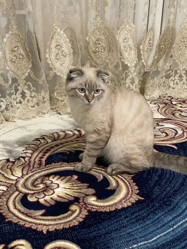 Продаётся кошка весь лаухая — фото 3