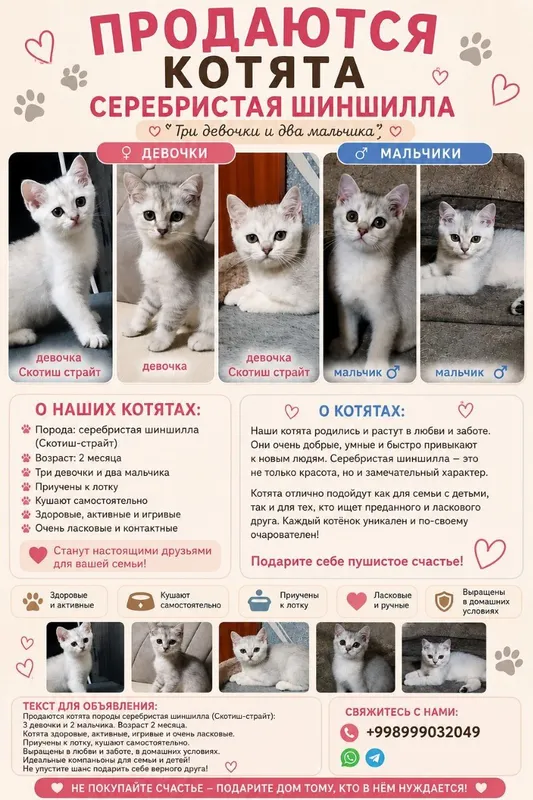 Shotland zotdor mushukchalarini sotish