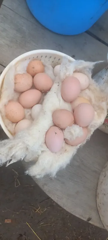 Brama tuxumlari sotiladi