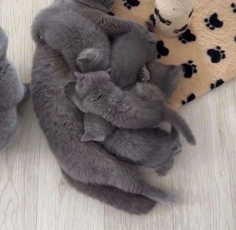 British shorthair на продажу (Брон) 1