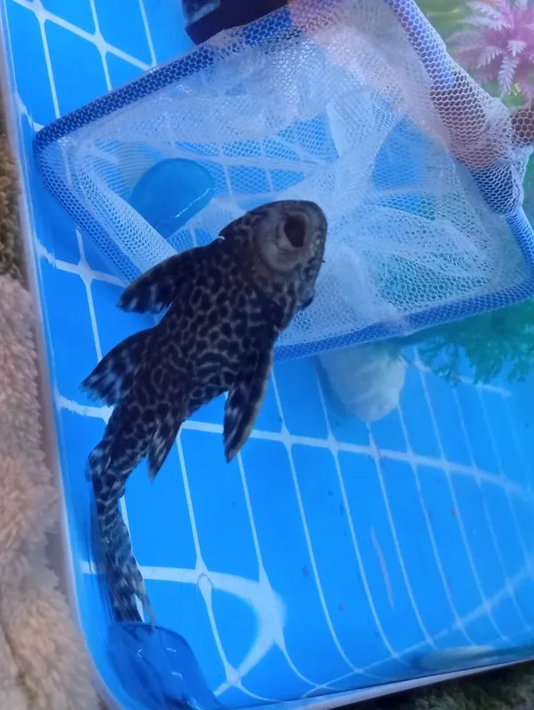 Akvarium uchun Pilisos baliq tez katta boʻladi va suv tozalaydi