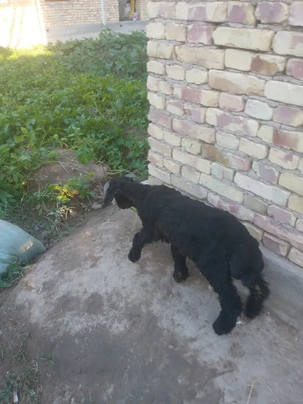 Narbarra sotiladi