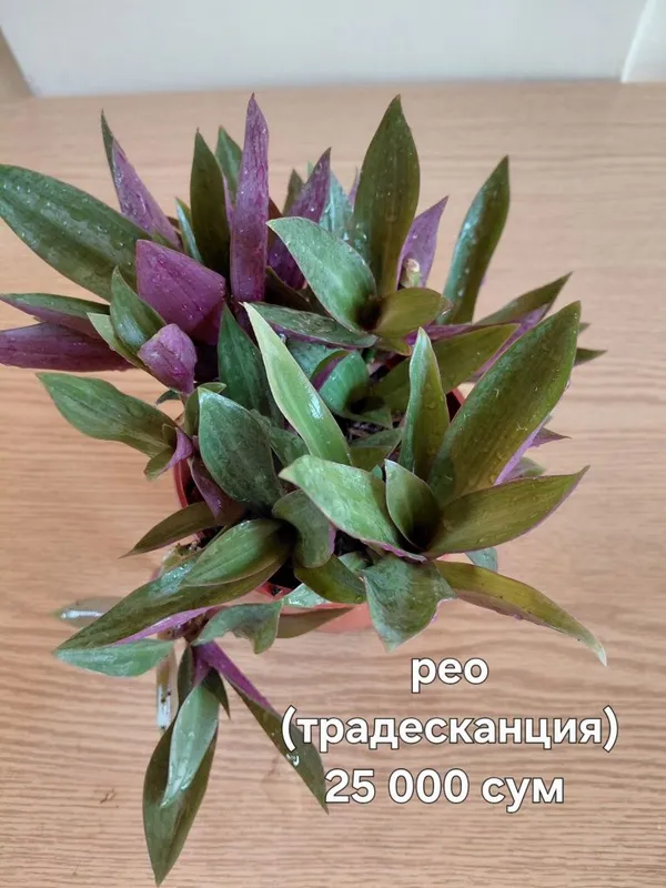 Комнатные цветы. Укорененные. Срезы. Большие и маленькие. Редкие. — фото 1