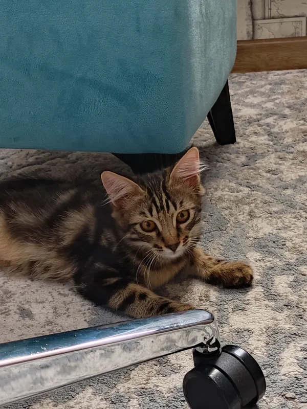 Котята, даром 3 месячные — фото 1