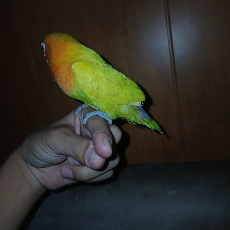 chiko papugay 3 chiko papugay 3