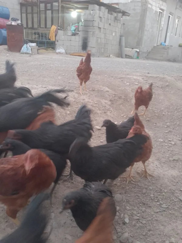Avstralop tovuq zoti 4 oylik Xanhyap tovuq zoti 1 Avstralop tovuq zoti 4 oylik Xanhyap tovuq zoti 1