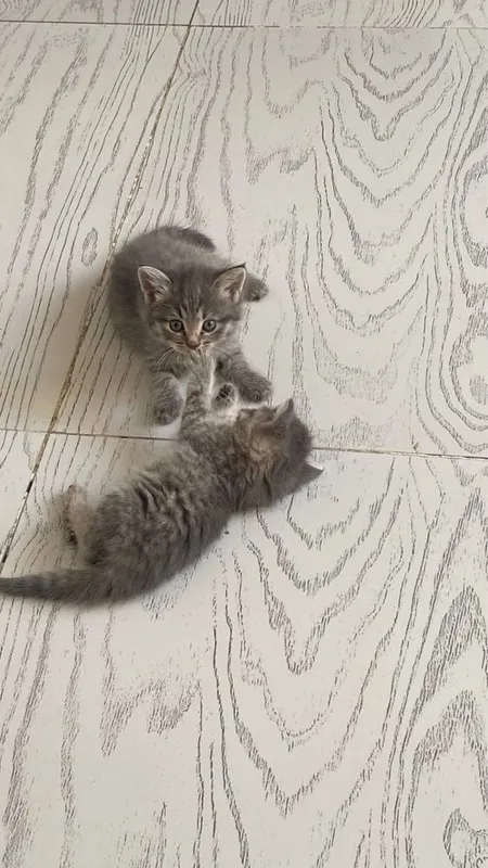 hadiyaga mushuklar beriladi 4 ta bor qiz ogil aralash