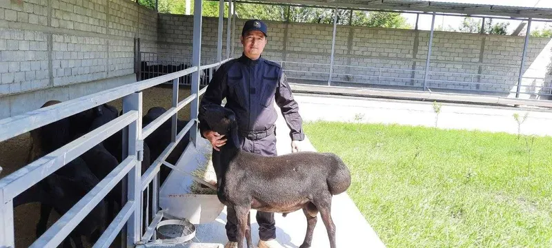 Баракали ҳисори қўчқорлар сотилади.