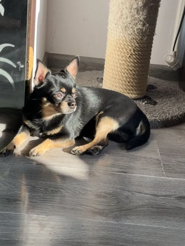 Chihuahua kuchukchasi sotiladi 3 Chihuahua kuchukchasi sotiladi 3