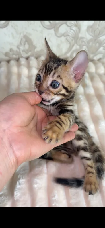 Toza qon bengal bolasi sotiladi