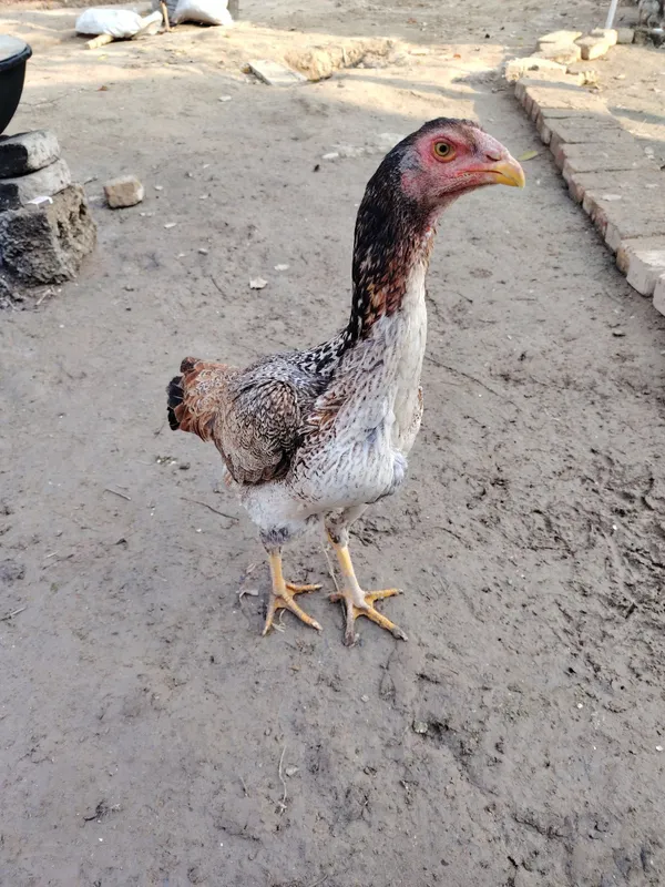 Assalomu alaykum. Dakan tovuq sotildi. Girachi tovuq bo'lishi 50$.Kkkk Assalomu alaykum. Dakan tovuq sotildi. Girachi tovuq bo'lishi 50$.Kkkk