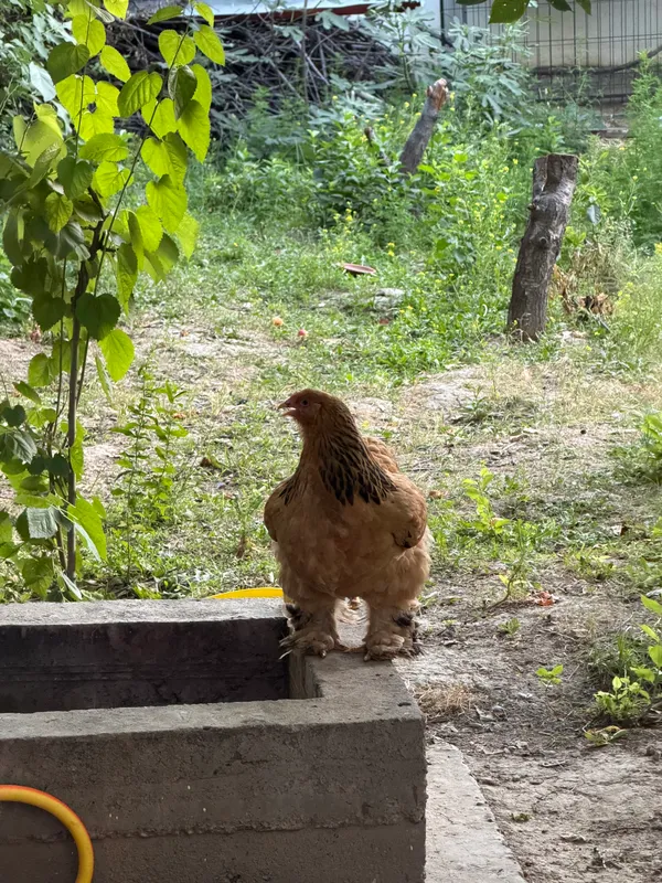 Brama tovuqlari va xo’roz курица — фото 1
