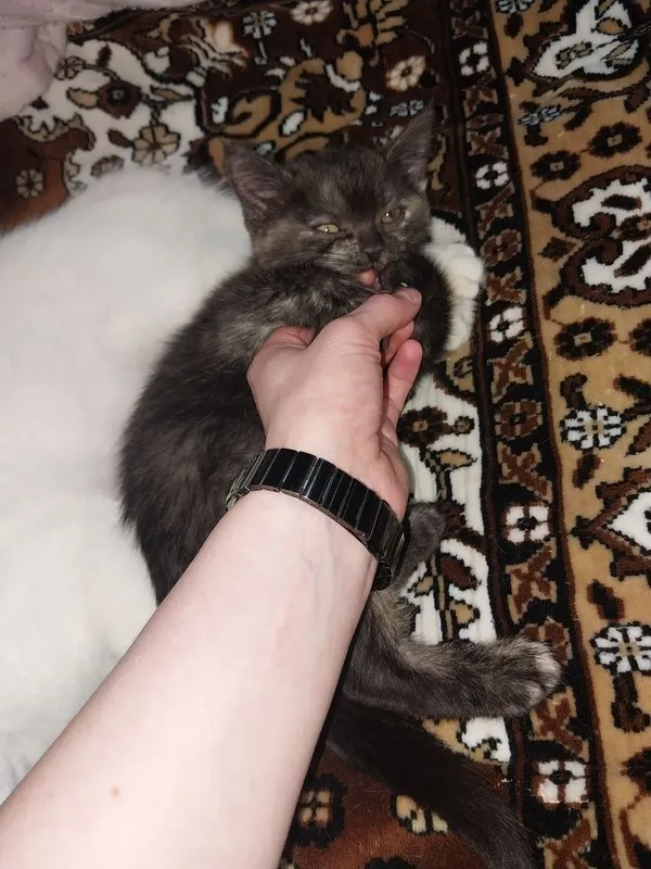 Отдам котёнка в хорошие руки