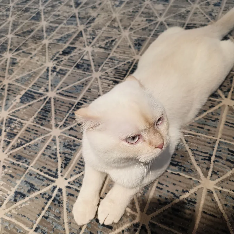 Породистая кошка 3