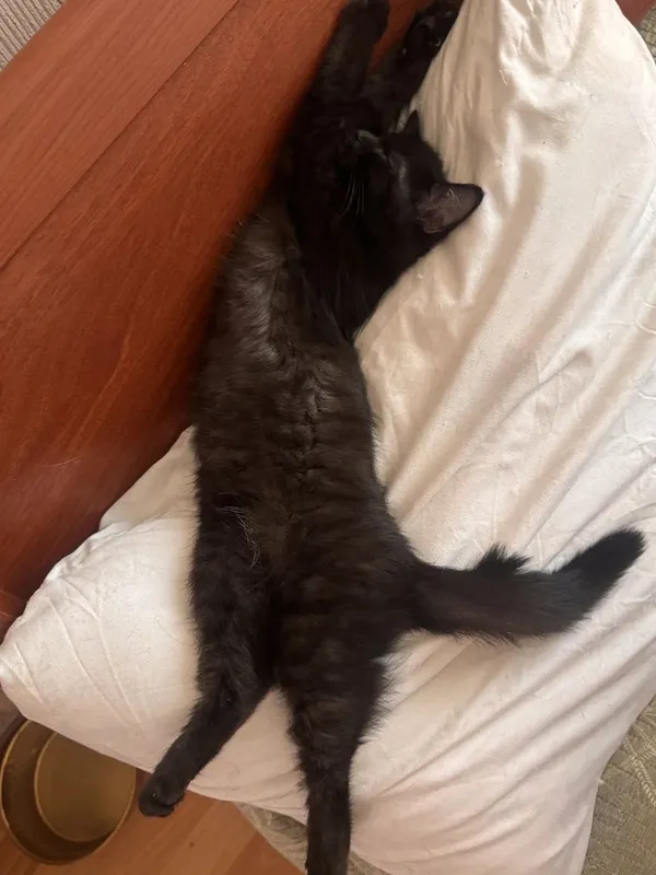 Котенок в добрые руки. Игривая девочка. Метис британки. Есть паспорт — фото 6