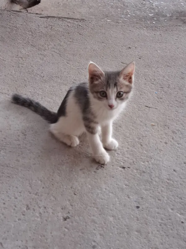 Котенок уличный в хорошие руки