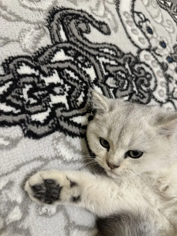 Британская короткошёрстная шиншилла 1 Британская короткошёрстная шиншилла 1