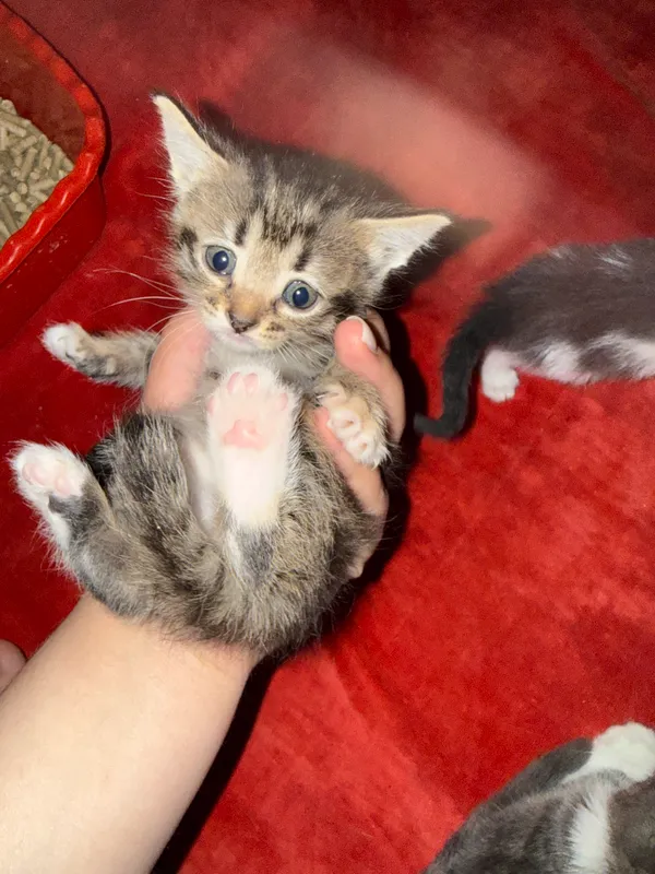 4 котёнка в возрасте 1 месяца, один чёрно-жёлтый — 5 месяцев 4 4 котёнка в возрасте 1 месяца, один чёрно-жёлтый — 5 месяцев 4