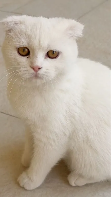 Шотланская вислоухая кошка 1 Шотланская вислоухая кошка 1