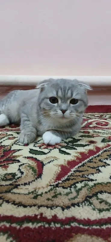 8 oylik jinsi ayol