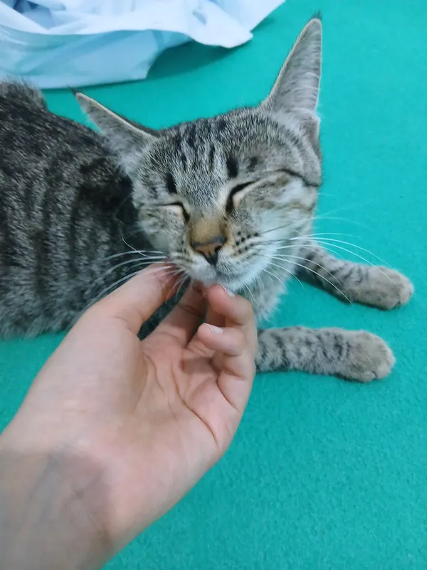 mushuk xadyaga beriladi 2 mushuk xadyaga beriladi 2