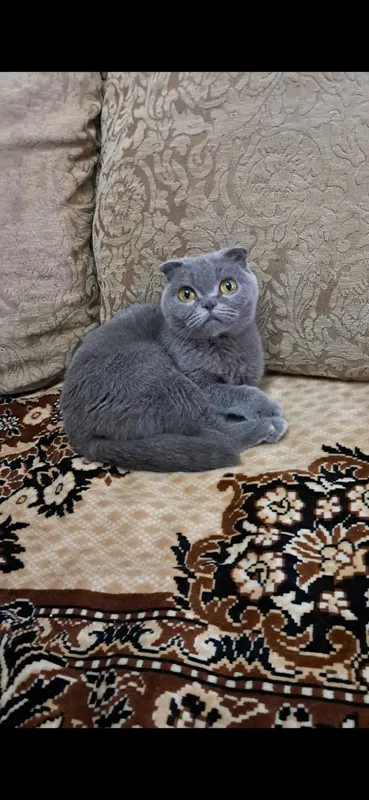 Продаётся кошка ,карликовая шотландская вислоухая