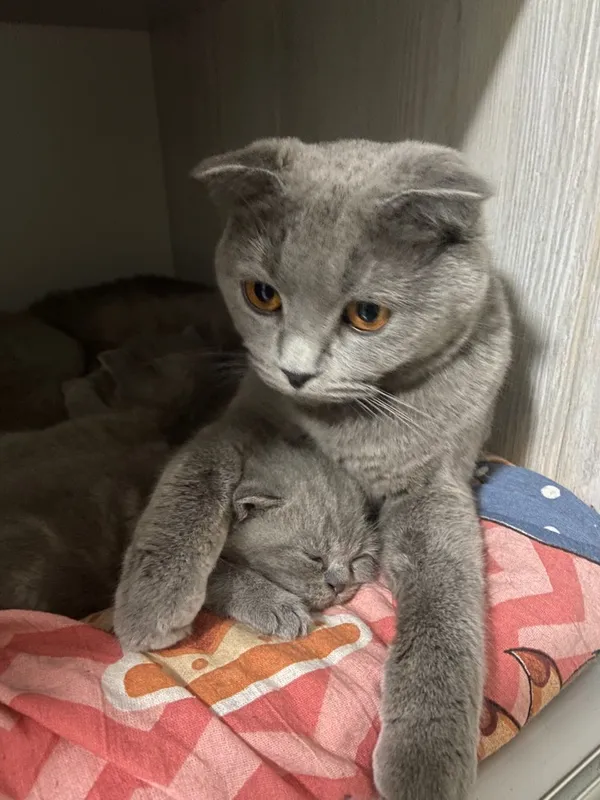 котята породистые хорошые — фото 3