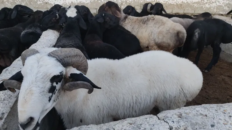 Boqilgan Qoʻchqorlar Qurbonlikka tayyor! 65kg-120kg gacha — фото 7