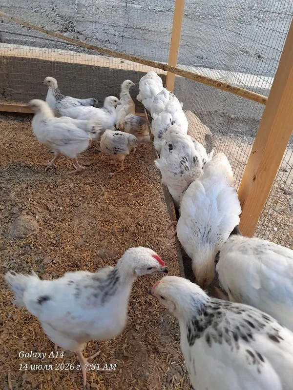 Adler jojalar 1,5 oylik 1 Adler jojalar 1,5 oylik 1