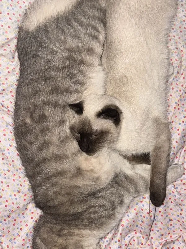 Кот британский 9 месяцев очень умный послушный. — фото 2
