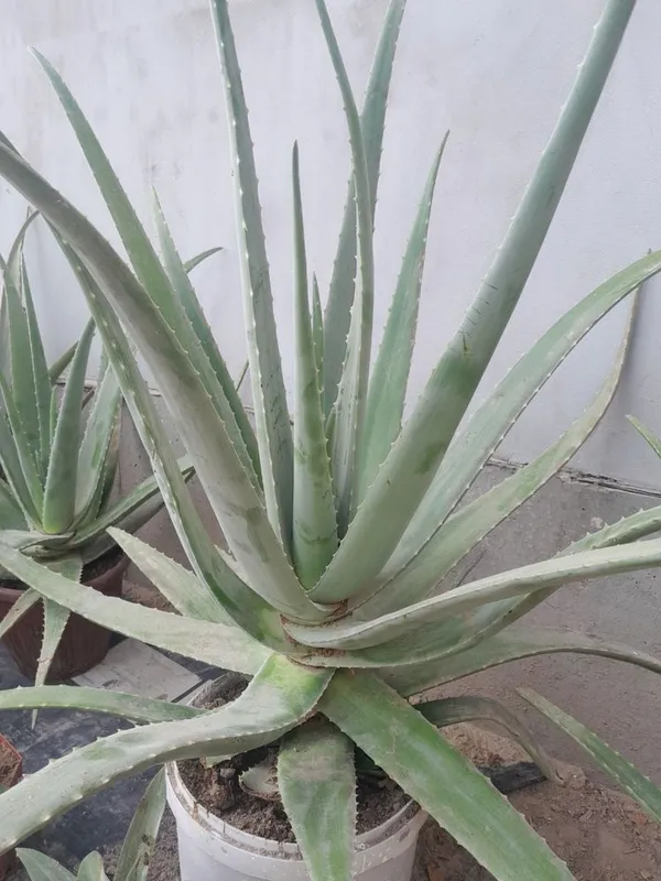 Aloy gullar sotiladi