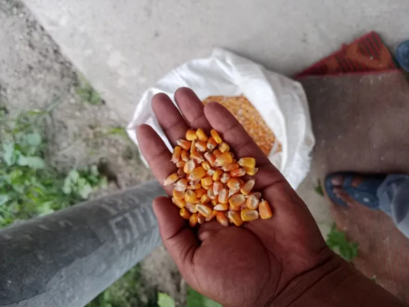 Makka joʻxori doni yemga karmavoy. 5 tonna bor 1 Makka joʻxori doni yemga karmavoy. 5 tonna bor 1