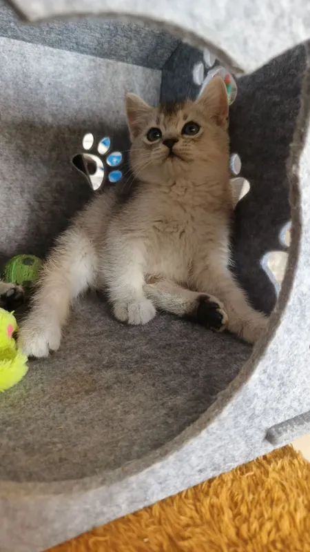 Продаются котята шиншиллы — фото 1