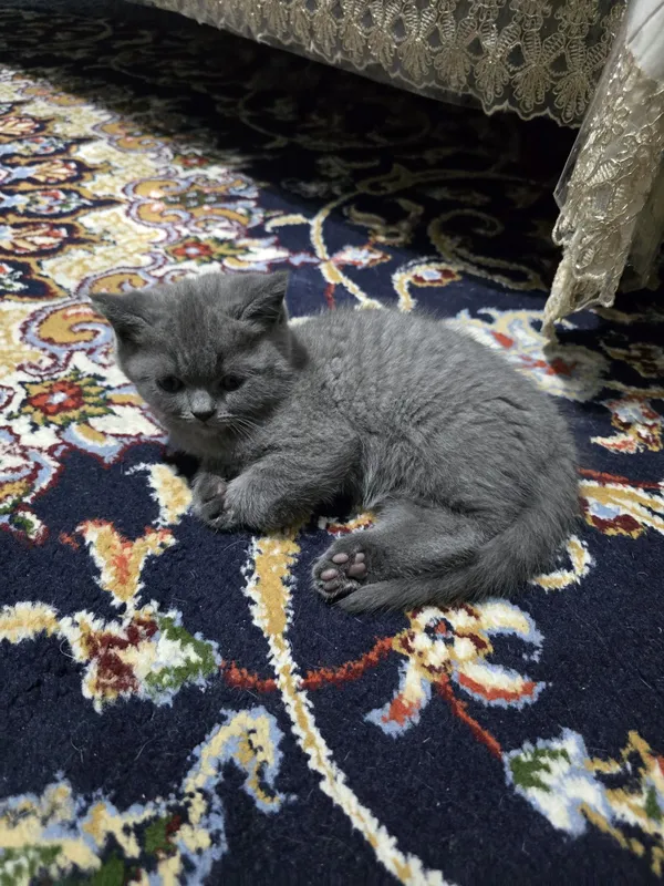 Turk angora mushuklari 2 oylik sotiladi — фото 3