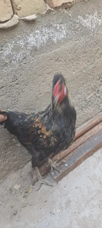 xoroz 1 xoroz 1
