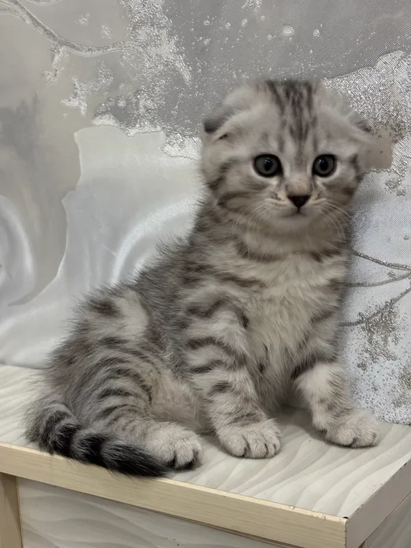 Котёнок 1 Котёнок 1