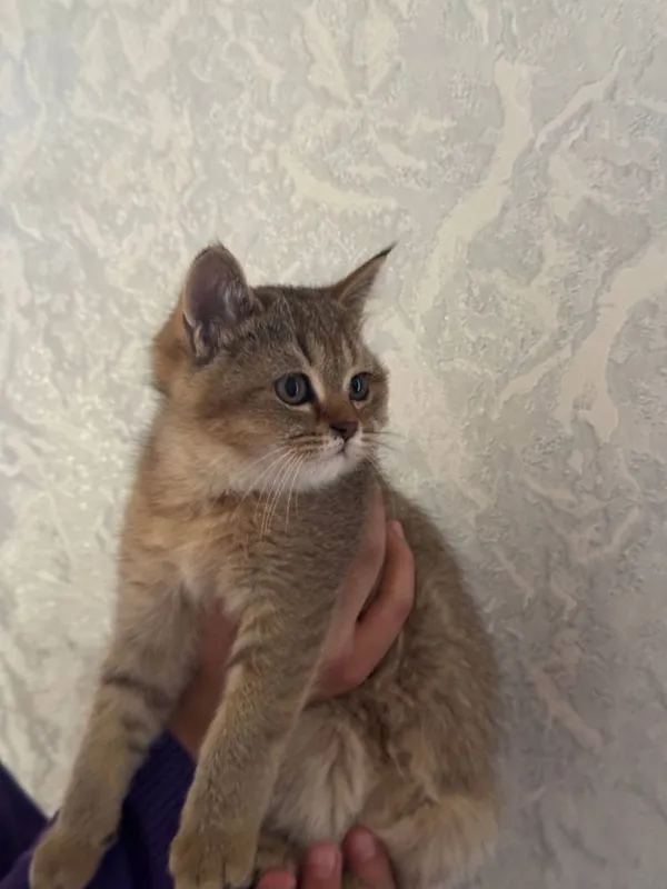 светло золотая шиншилла — фото 2